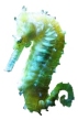 Ist das Atlantis