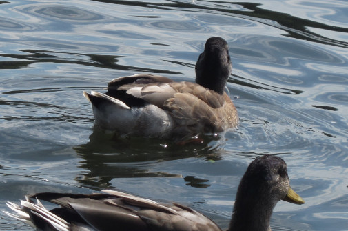 Traumdeutung Wasser