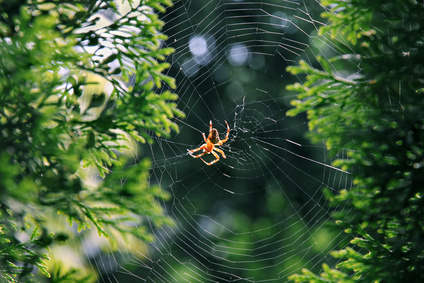 Traumdeutung Spinne