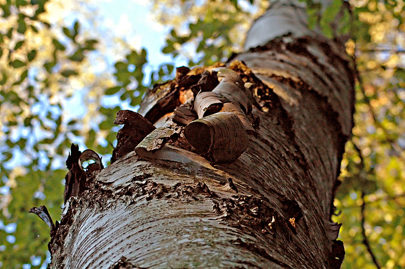 Holz und die fuenf Elemente