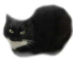 Traumdeutung Katze